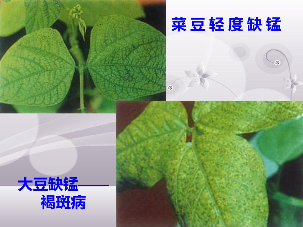 植物的微量元素营养 与微量元素肥料 苹果树缺铁.